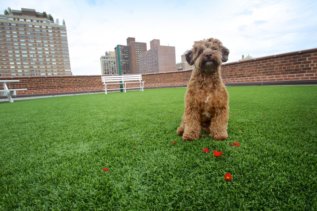 pet turf artificial grass on rooftop Indiana