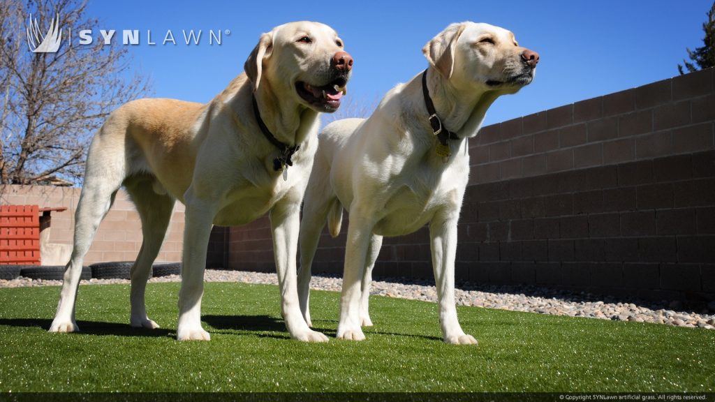 Indiana artificial grass for pets