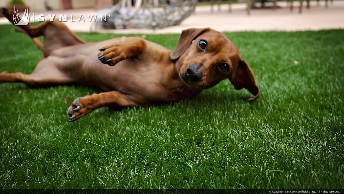Dog relaxing on artificial grass backyard