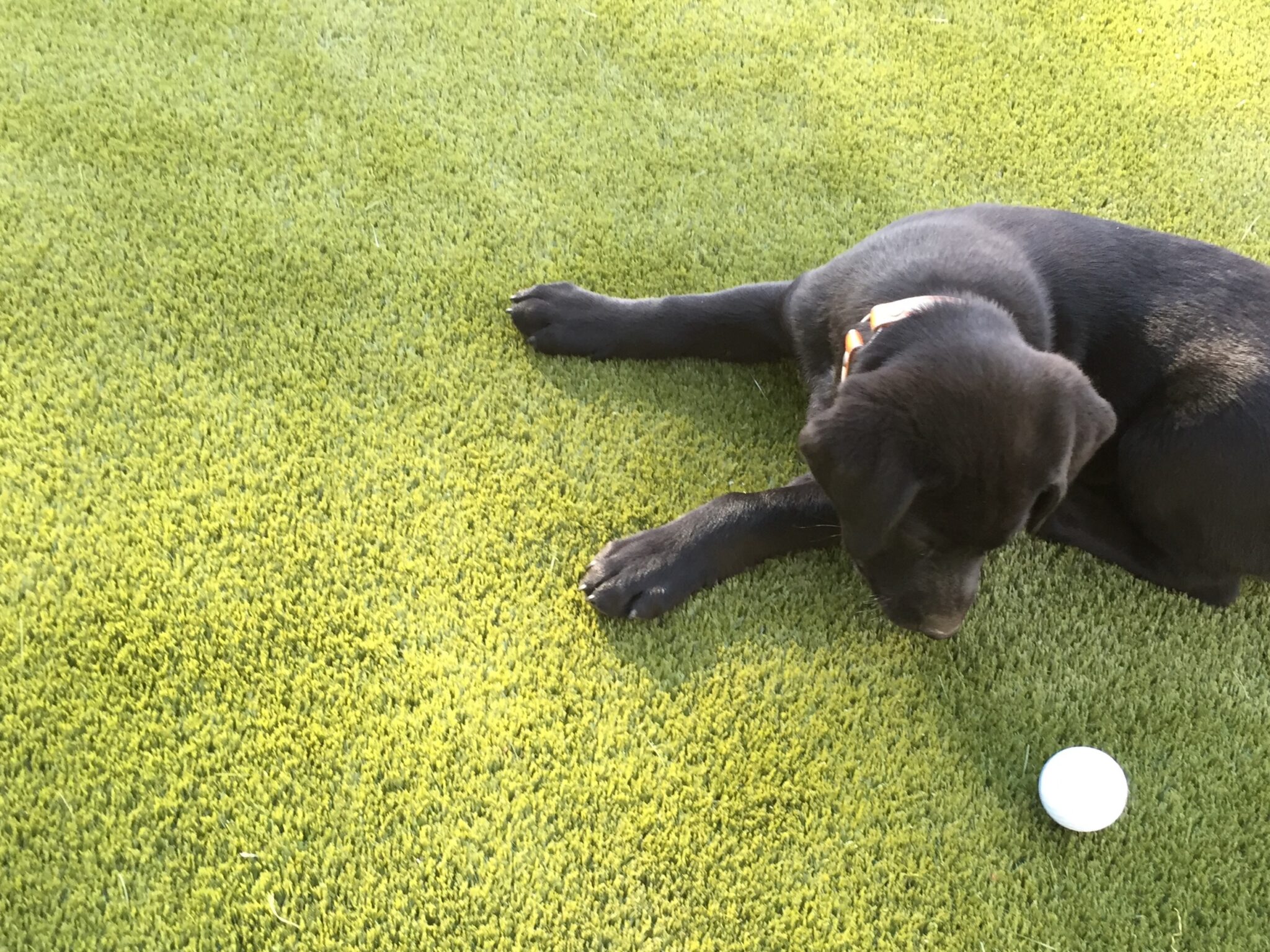 Dog relaxing on artificial grass