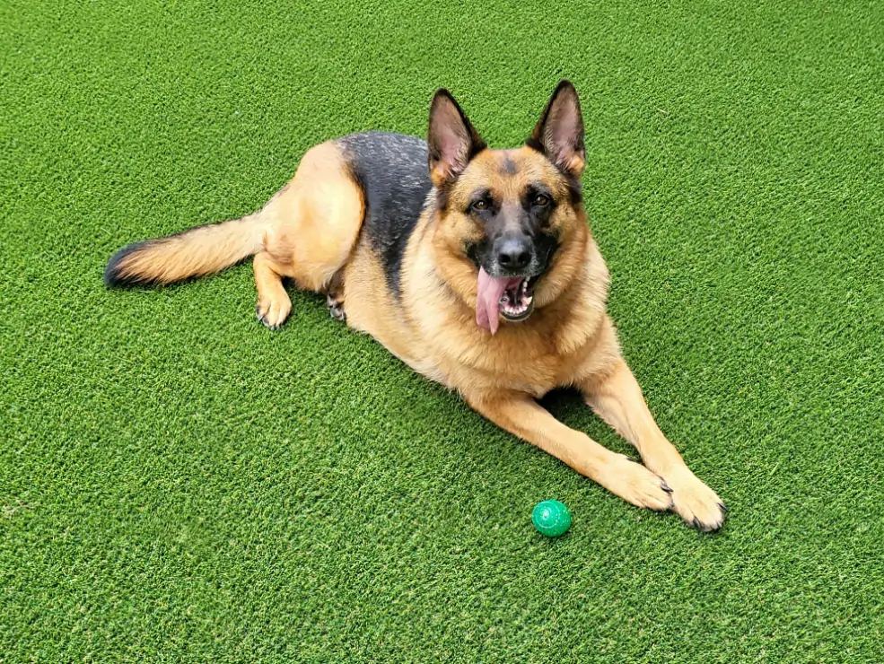 dog relaxing on synthetic grass