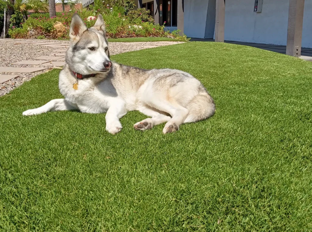 dog laying on Indiana pet turf