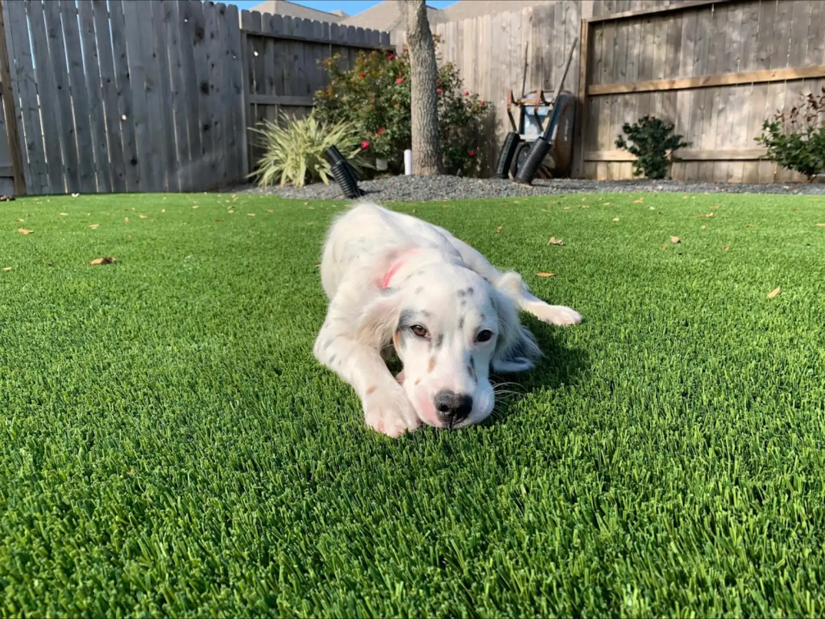 pet turf 3 dog laying on indiana pet turf from synlawn