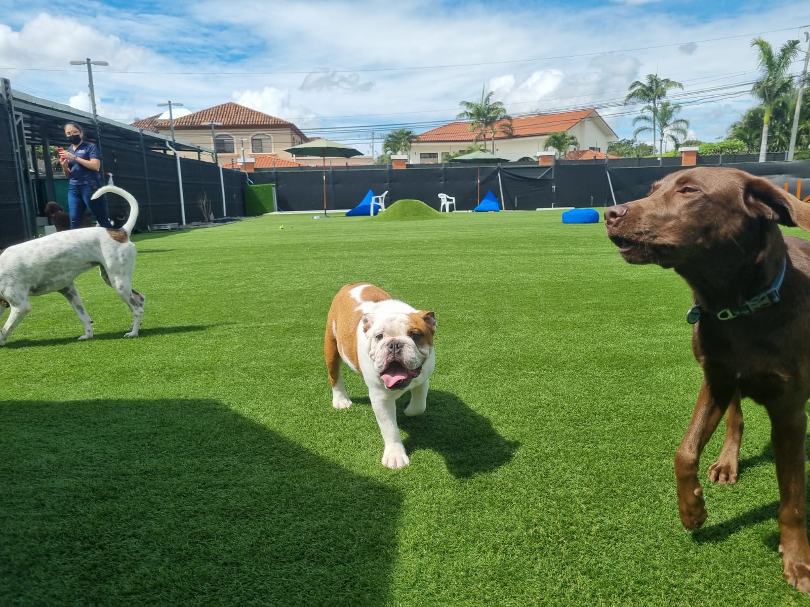 Dog Park SYNLawn Pet Turf Dog Park SYNLawn Indiana Pet Turf