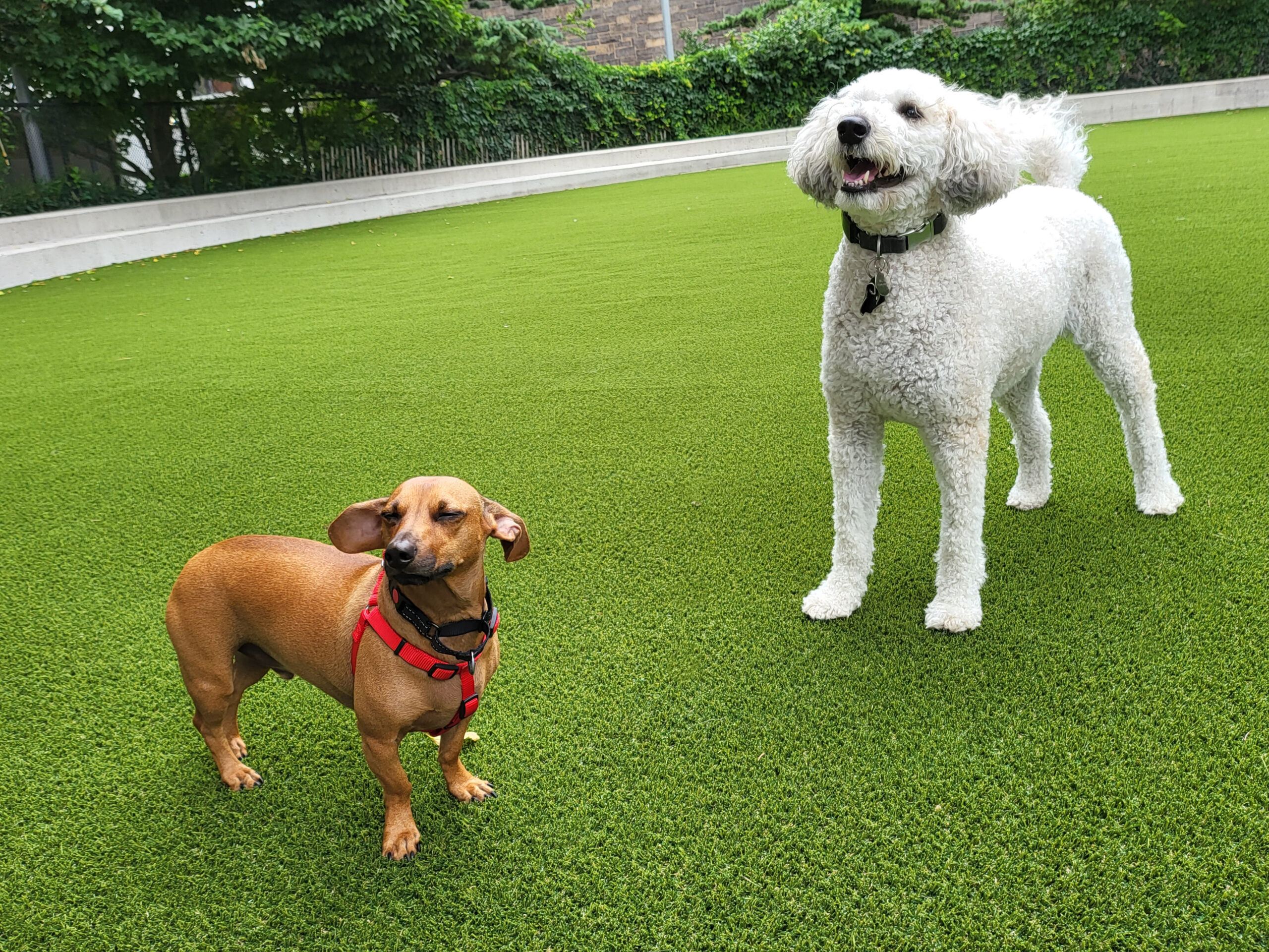Indiana Pet Turf Dog Run