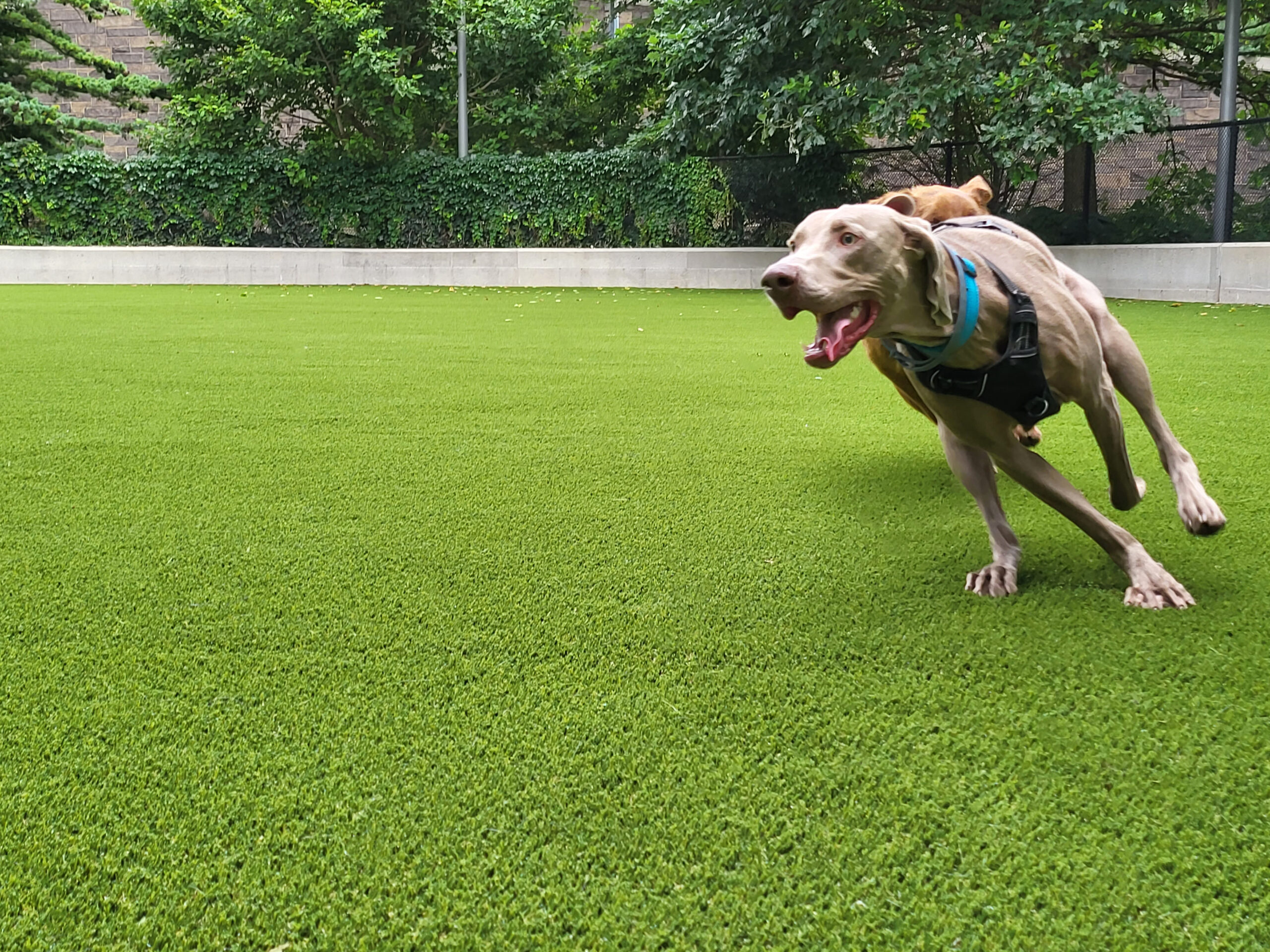 Dog Park SYNLawn Indiana Pet Turf