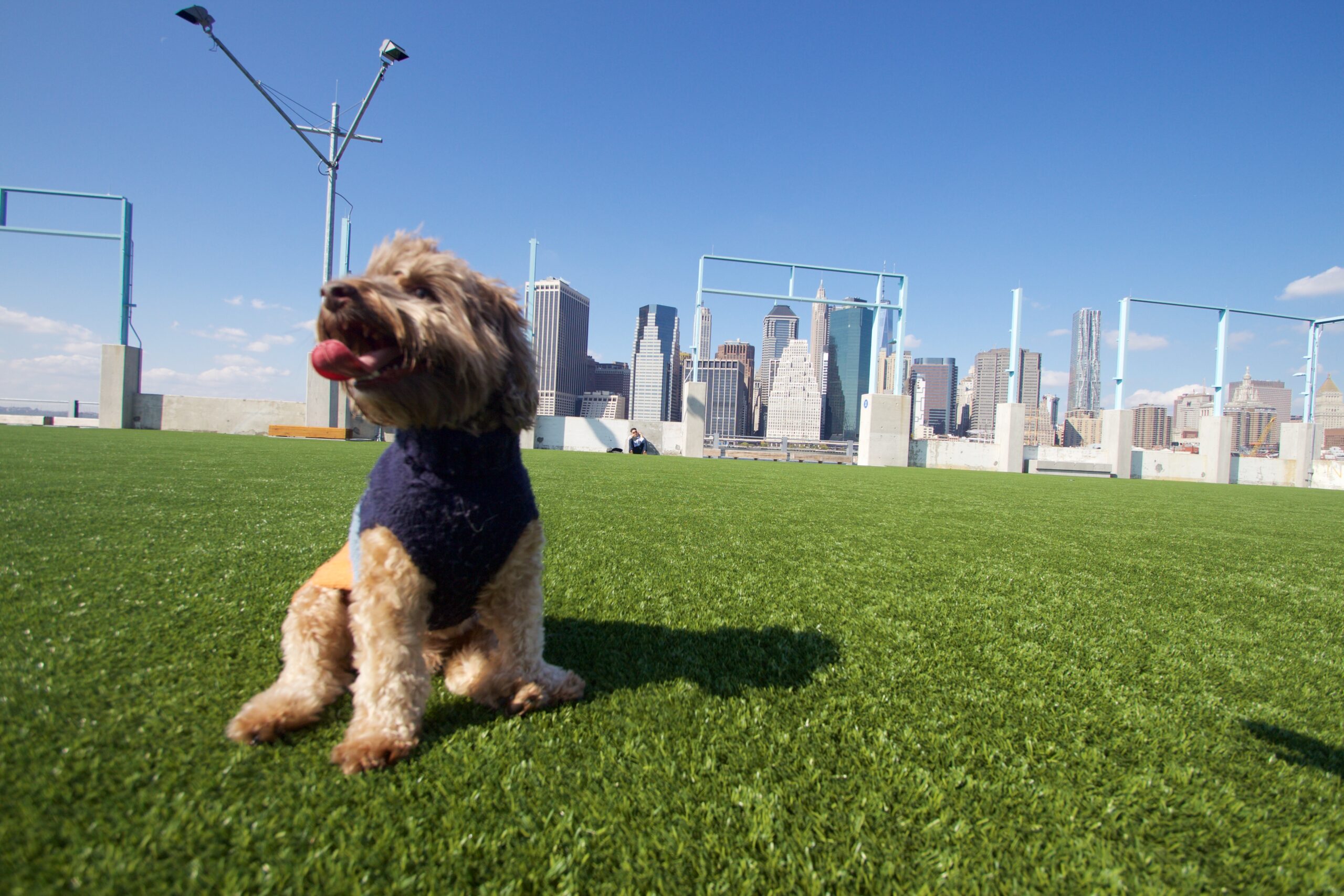Puppy on Indiana Pet Grass from SYNLawn