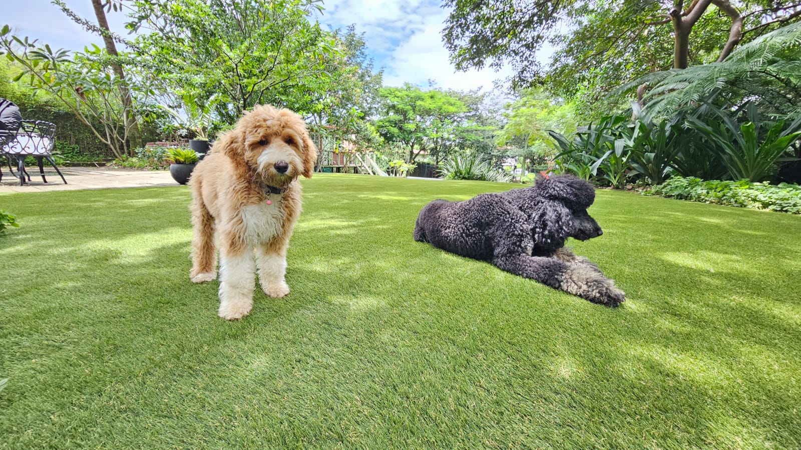 Dogs Playing on SYNLawn Indiana Pet Turf Dogs Playing on SYNLawn Indiana Pet Turf